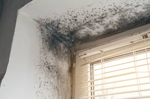 Affordable Mold Cleanup solutions in Milltown, NJ
